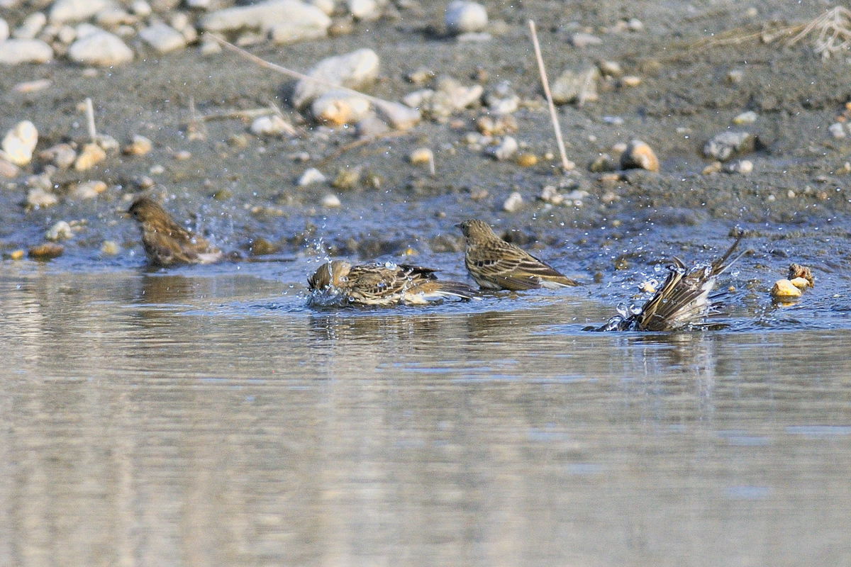 Anthus pratensis sul Po